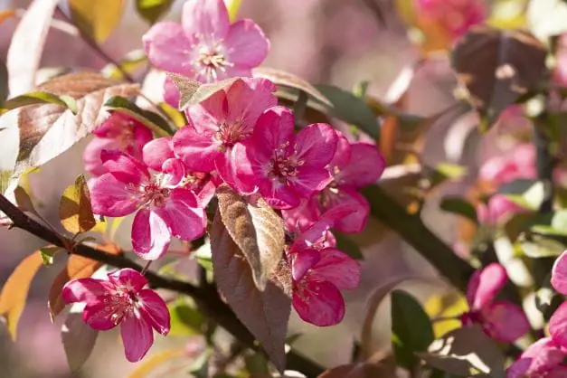 Wochenendangebot Zierapfel 'Profusion Select' • Malus 'Profusion Select'