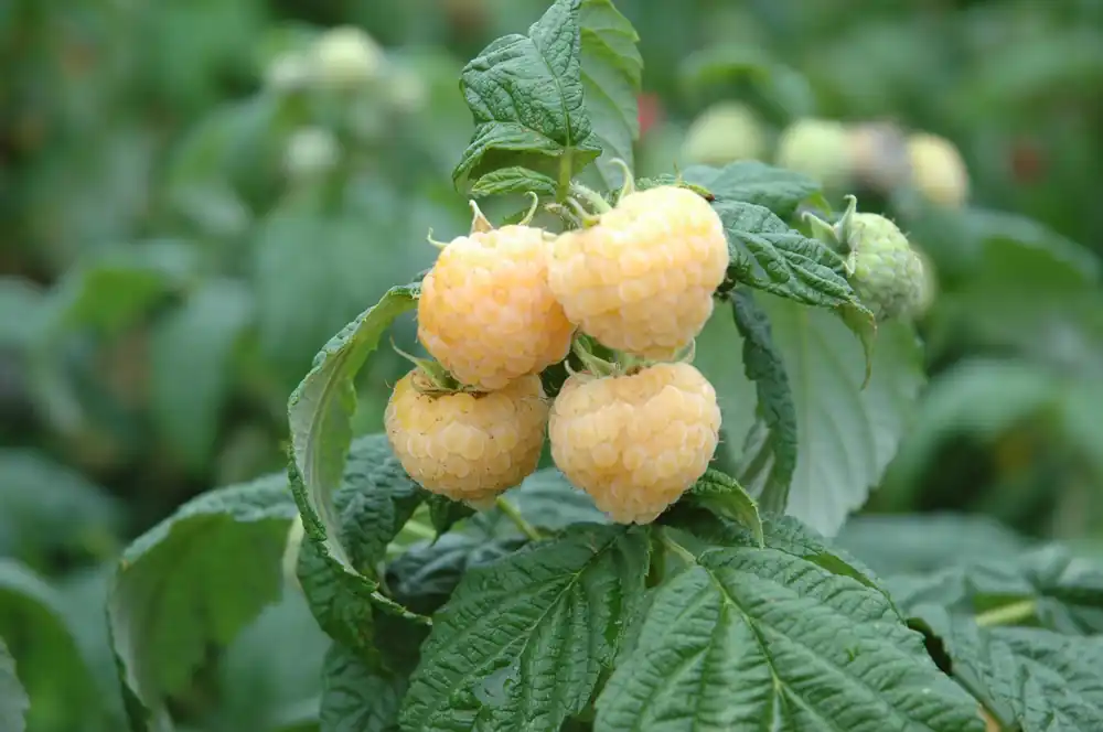 Himbeere 'Valentina' • Rubus idaeus 'Valentina' Jetzt Kaufen