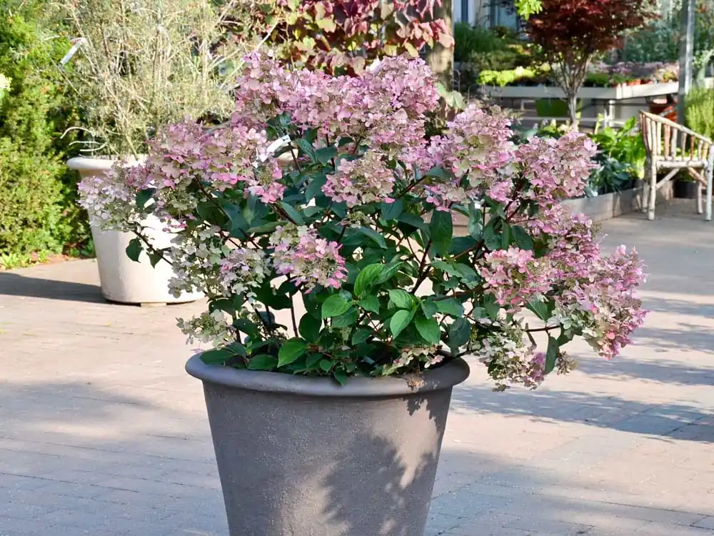 Schnäppchen Rispenhortensie 'Wims Red' • Hydrangea paniculata 'Wims Red'
