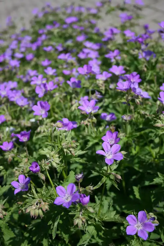 Meistverkauft Storchschnabel 'Mayflower' • Geranium sylvaticum 'Mayflower'