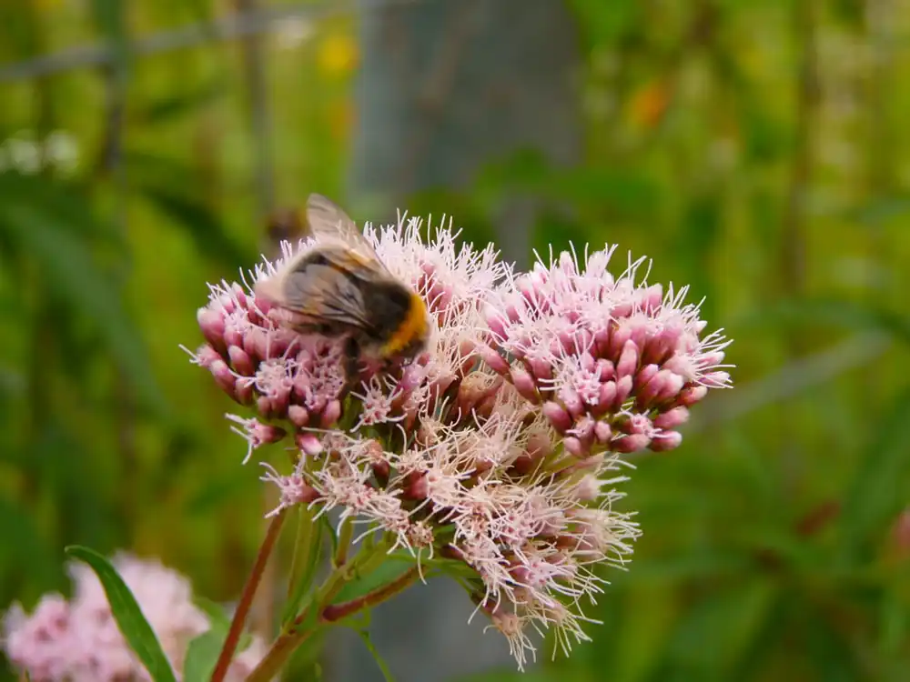 Must-Have Gewöhnlicher Wasserdost • Eupatorium cannabinum