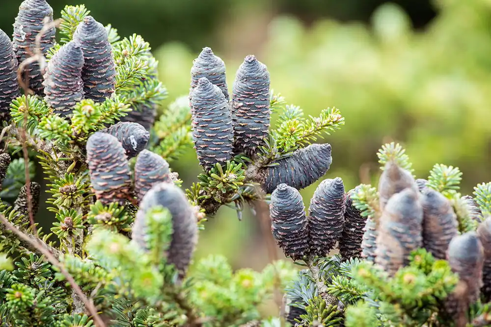 Koreatanne 'Blue Magic' • Abies koreana 'Blue Magic' Kostenloser Rückversand