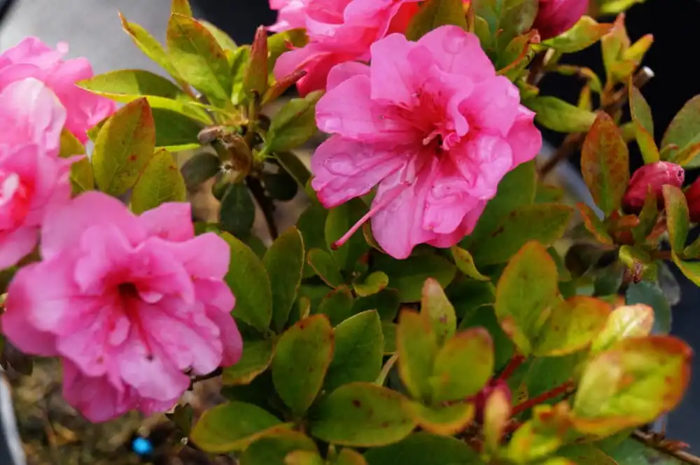 Japanische Azalee 'Babuschka'® • Rhododendron obtusum 'Babuschka'® Günstig