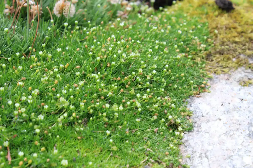 Super-Preis Sternmoos • Sagina subulata