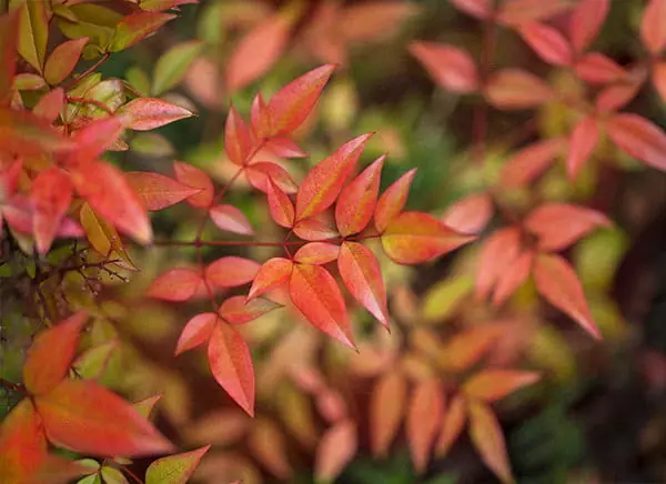 Heiliger Bambus 'Gulf Stream' • Nandina domestica 'Gulf Stream' Sichere Zahlung