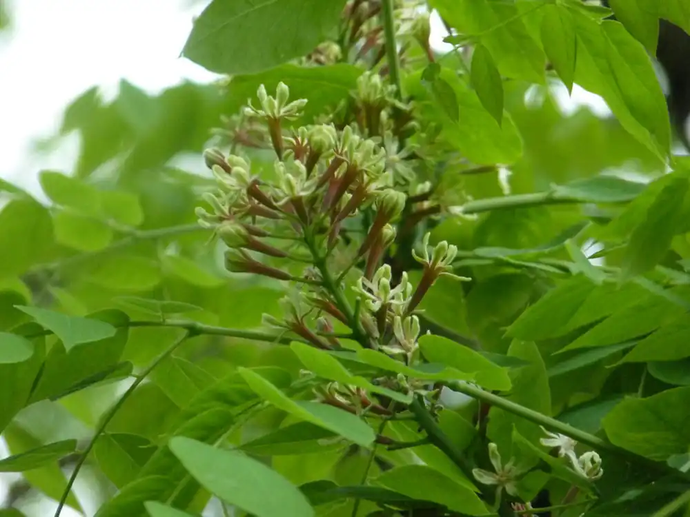 Geweihbaum • Gymnocladus dioicus Preiswert