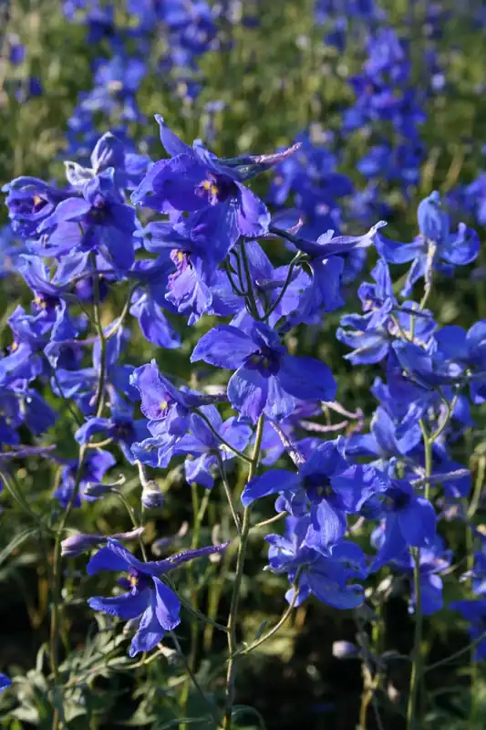 Rittersporn 'Völkerfrieden' • Delphinium x bellad. 'Völkerfrieden' Aktuell