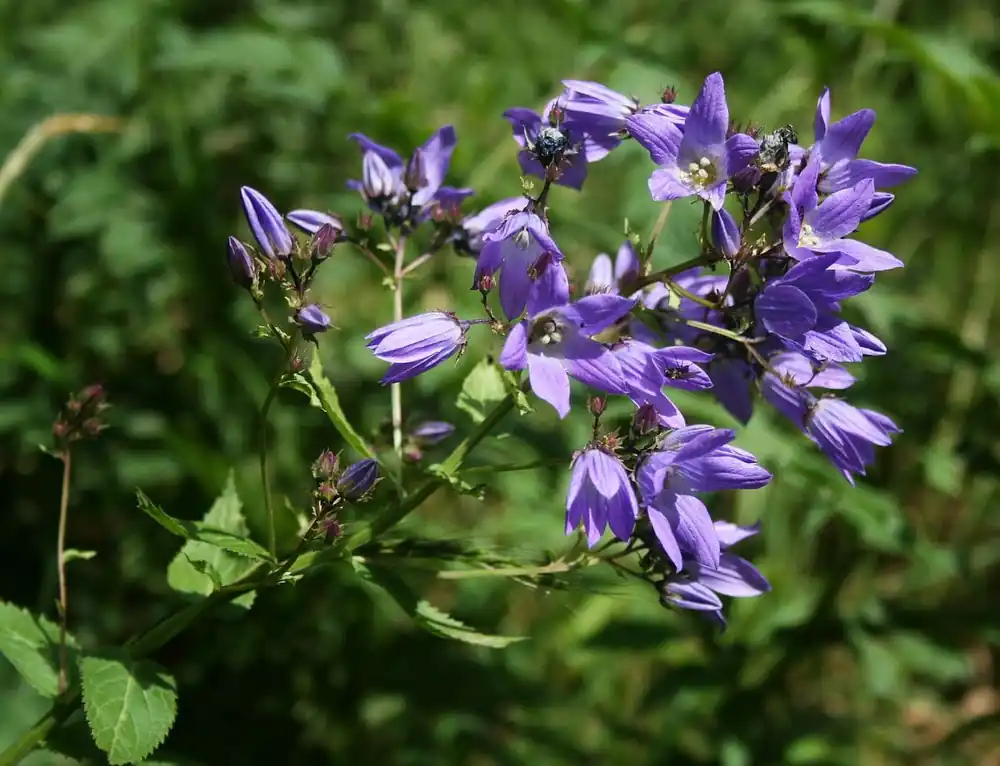 Preiswert Hohe Dolden-Glockenblume • Campanula lactiflora