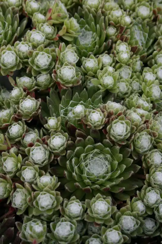 Solange Der Vorrat Reicht Hauswurz • Sempervivum arachnoideum
