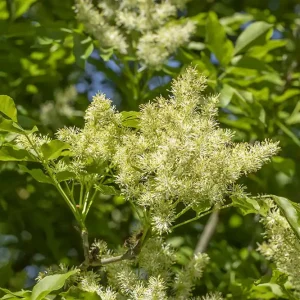Blumenesche 'Obelisk' • Fraxinus ornus 'Obelisk' Neue Ware