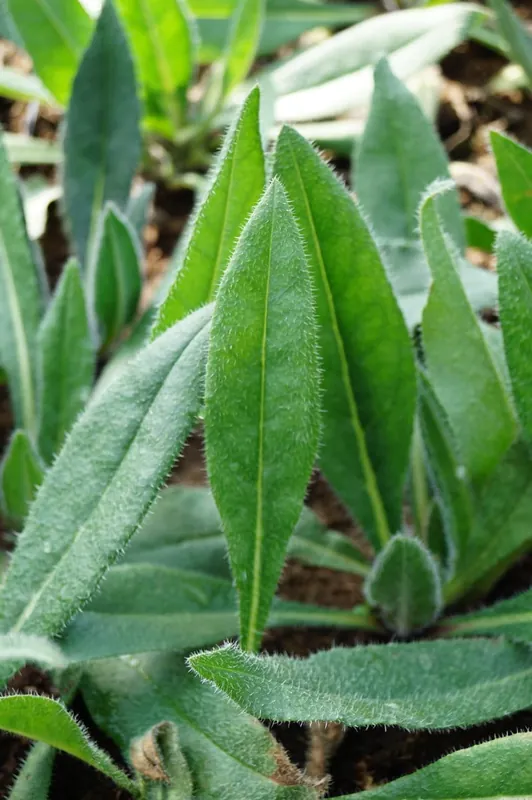 Große Ochsenzunge 'Dropmore' • Anchusa azurea 'Dropmore' Nur Für Kurze Zeit