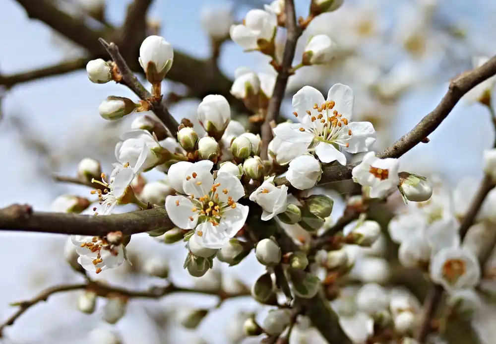 Schlehe • Prunus spinosa Versand Am Gleichen Tag