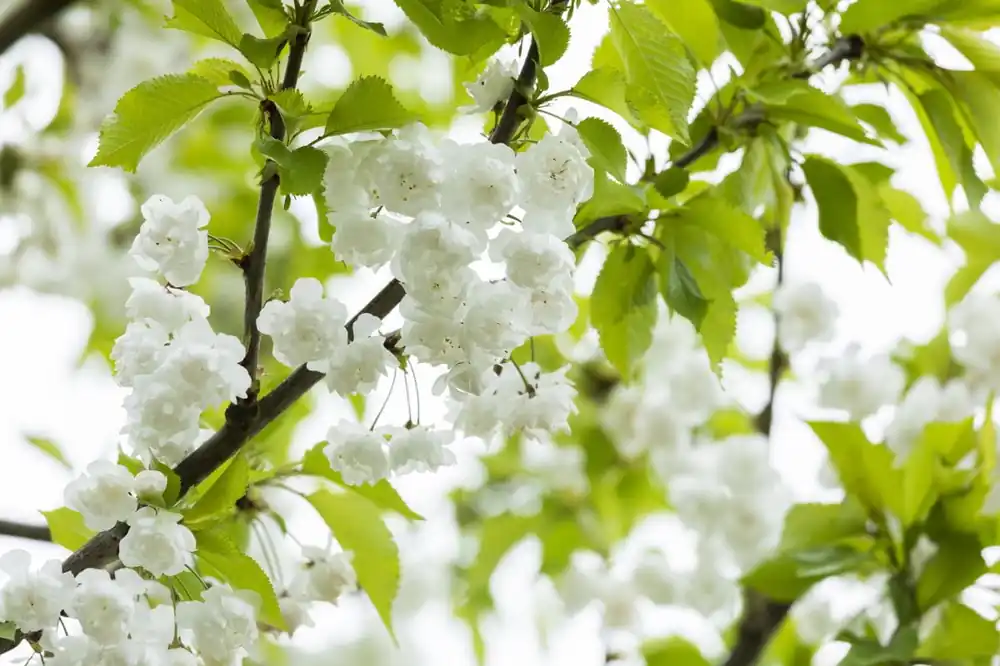 Gefüllte Frühlingskirsche 'Plena' • Prunus subhirtella 'Plena' Letzte Chance