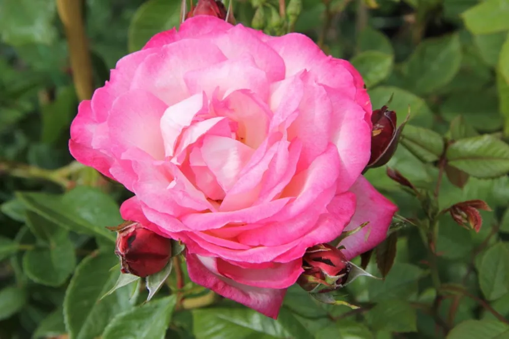 Echt Kletterrose 'Harlekin'® • Rosa 'Harlekin'®