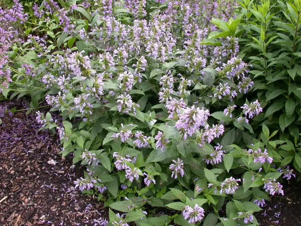 Anis Duftnessel • Agastache foeniculum Markenware