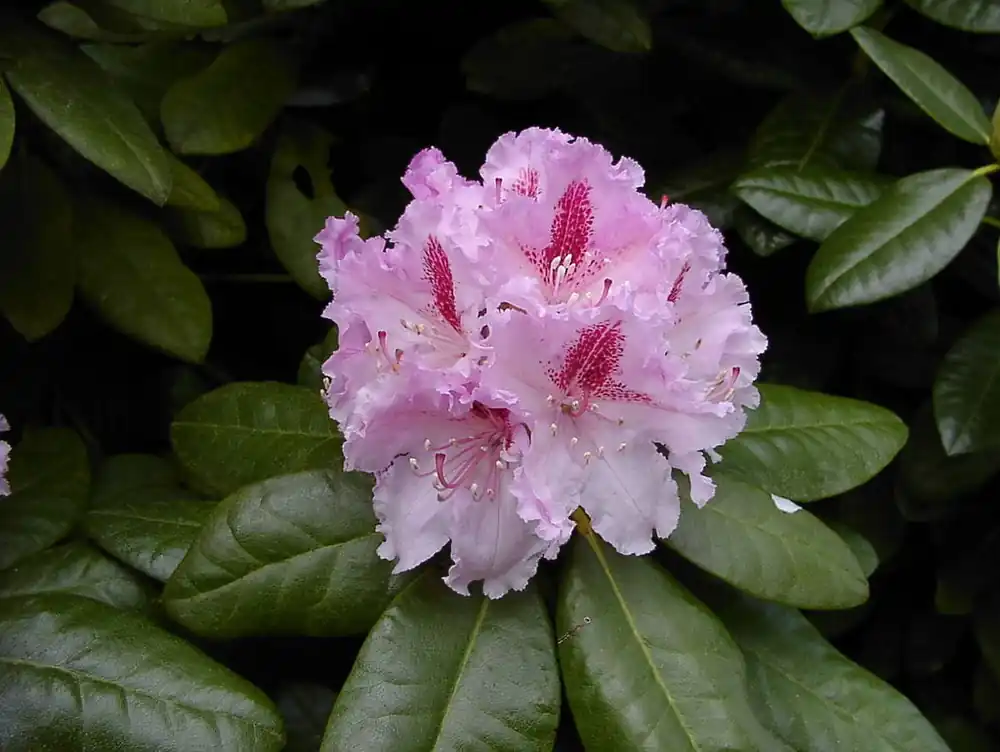 Echt Rhododendron 'Progres' • Rhododendron Hybride 'Progres'