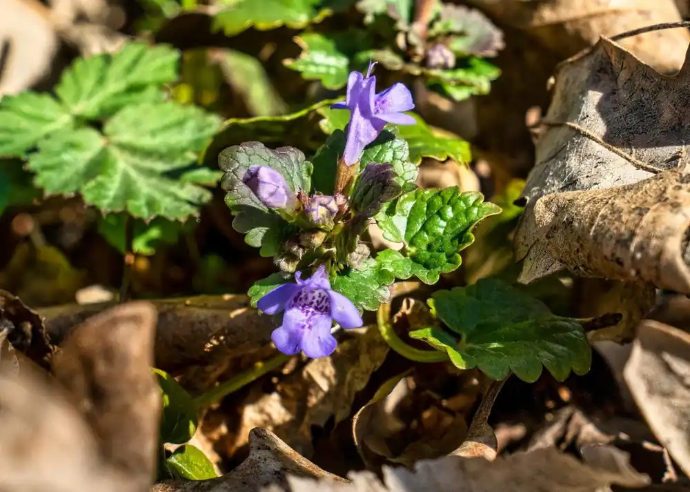Gundermann • Glechoma hederacea Wochenendangebot