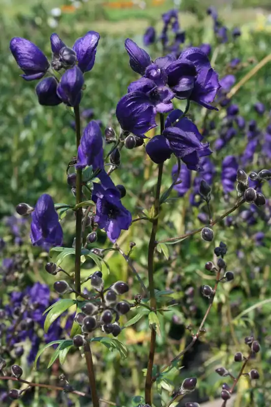 Eisenhut 'Henryi Spark' • Aconitum 'Henryi Spark' Nur Für Kurze Zeit