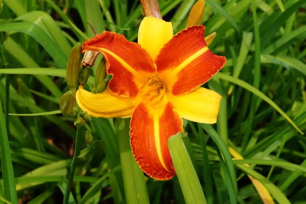 Knallerangebot Taglilie 'Frans Hals' • Hemerocallis x cult 'Frans Hals'