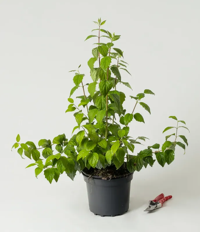 Bestseller Gefüllter Gartenjasmin • Philadelphus Virginal