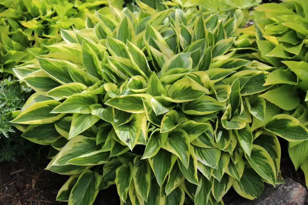 Begrenztes Angebot Goldrand-Funkie 'Aureomarginata' • Hosta x fortunei 'Aureomarginata'