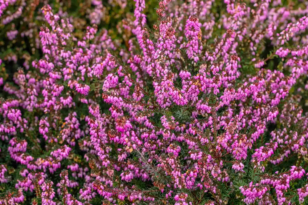 Schnäppchen Winterblühende Heide 'Kramers Rote' • Erica darleyensis 'Kramers Rote'