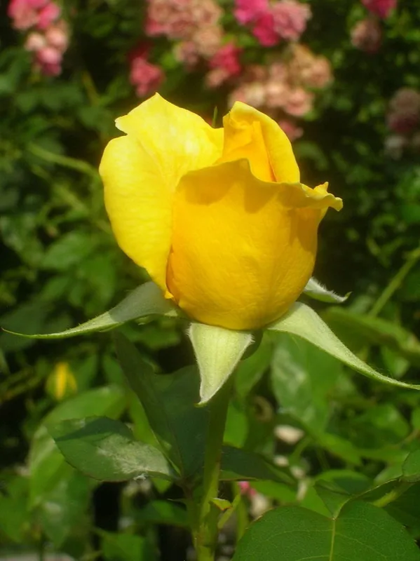 Letzte Chance Kletterrose 'Goldstern' • Rosa 'Goldstern'