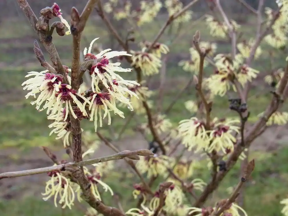 Online Kaufen Zaubernuss 'Primavera' • Hamamelis intermedia 'Primavera'