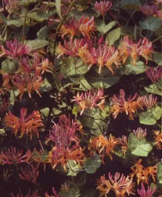Gelbe Geißschlinge 'Goldflame' • Lonicera heckrottii 'Goldflame' Echt