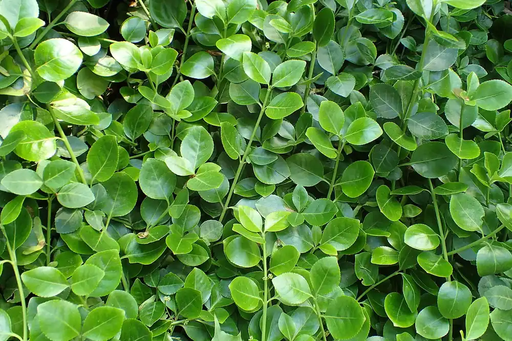 Jetzt Bestellen Kletterspindel 'Vegetus' • Euonymus fortunei 'Vegetus'