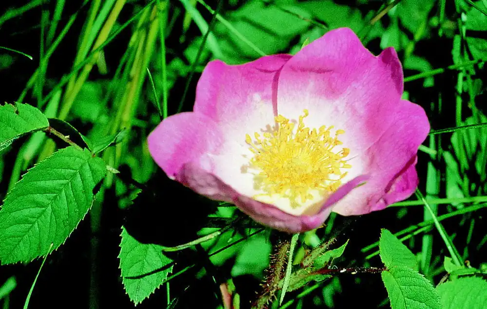 Direktkauf Essig-Rose • Rosa gallica