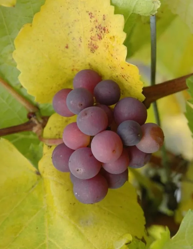 Tafeltraube 'Bellarosso' • Vitis 'Bellarosso' Nur Für Kurze Zeit
