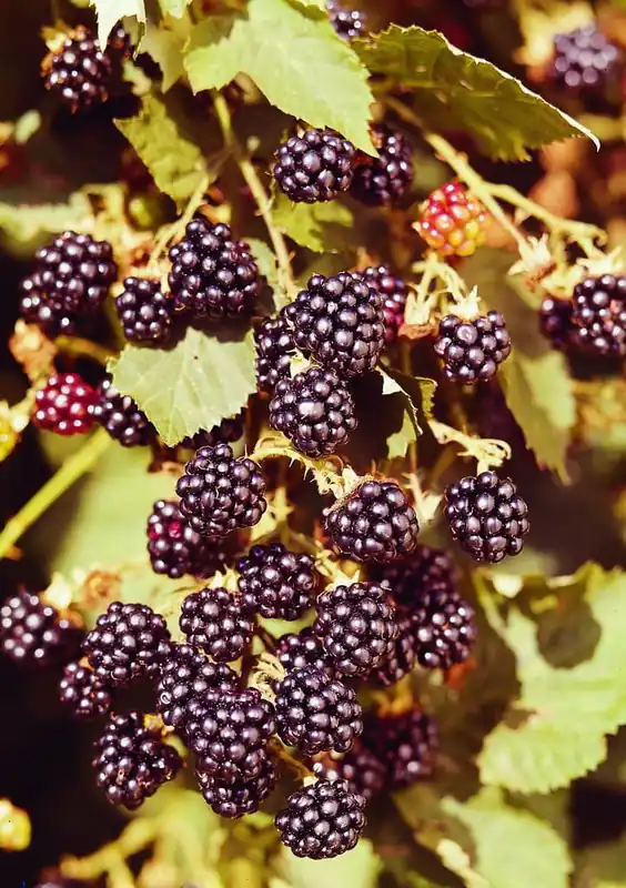 Zertifiziert Brombeere 'Wilsons Frühe' • Rubus fruticosus 'Wilsons Frühe'