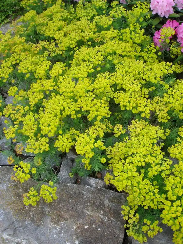 Nur Heute Zypressen Wolfsmilch 'Fens Ruby' • Euphorbia cyparissias 'Fens Ruby'