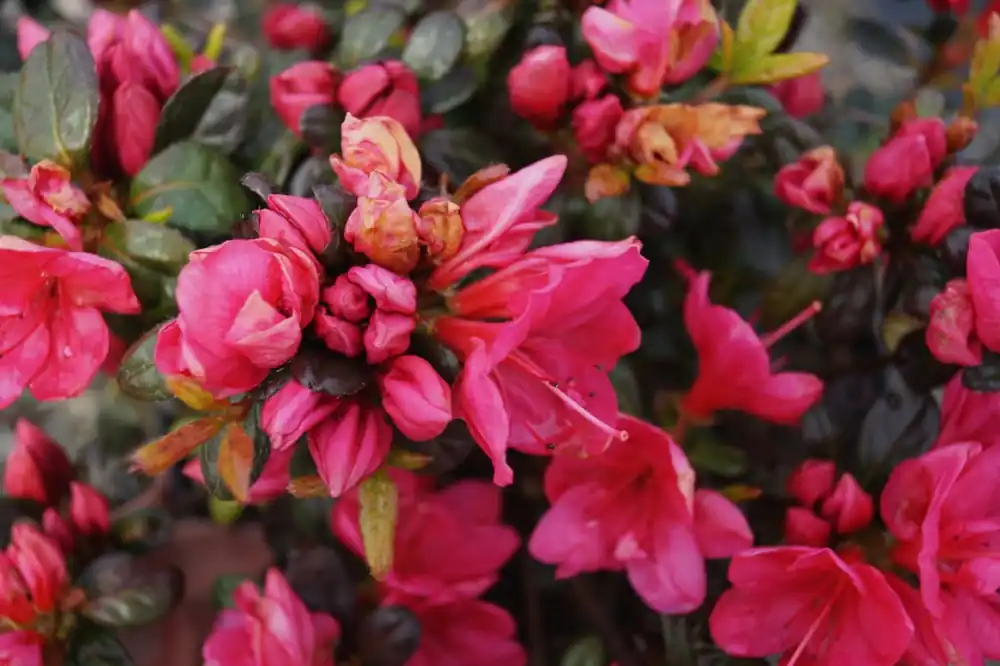 Japanische Azalee 'Canzonetta' • Rhododendron obtusum 'Canzonetta' Zertifiziert