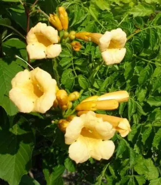 Gratis Versand Gelbe Trompetenblume 'Flava' • Campsis radicans 'Flava'
