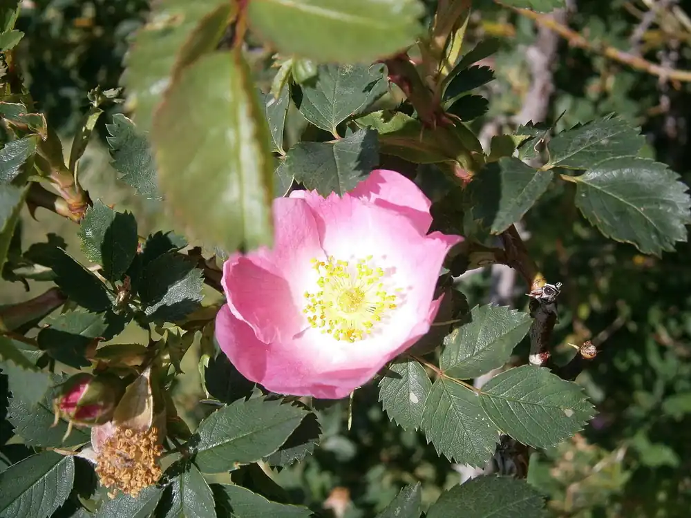 Vogesen-Rose • Rosa vosagiaca Heißes Angebot