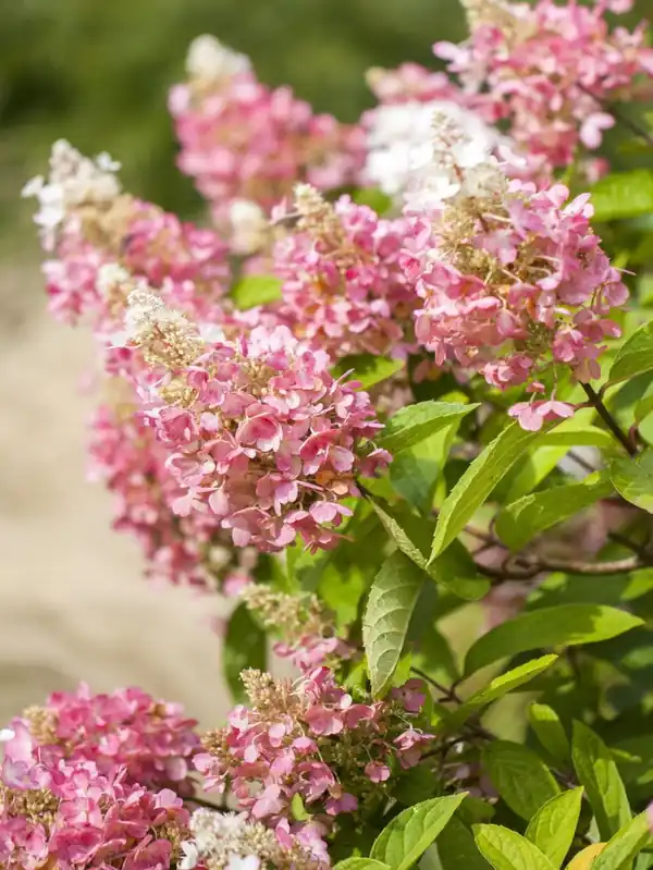 Rispenhortensie 'Pink Lady' • Hydrangea paniculata 'Pink Lady' Bestseller