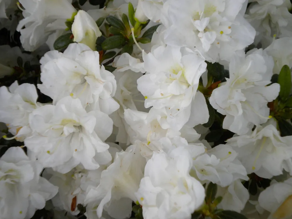 Nur Heute Japanische Azalee 'Schneeperle'® • Rhododendron 'Schneeperle'®