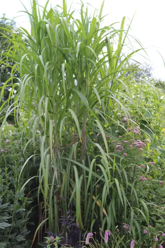 China Schilfgras 'Aksel Olsen' • Miscanthus giganteus 'Aksel Olsen' Heißes Angebot