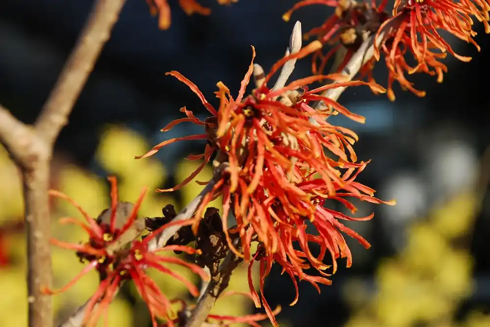 Zaubernuss 'Jelena' • Hamamelis intermedialis 'Jelena' Bestseller