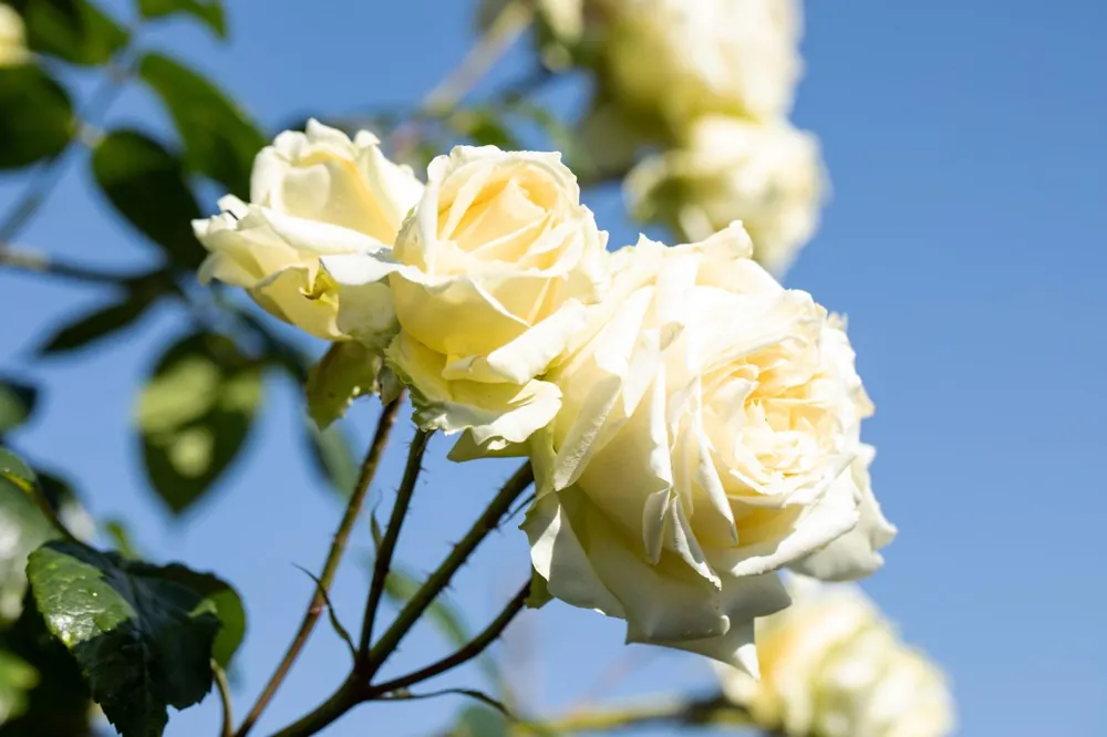 Kletterrose 'Schneewalzer' • Rosa 'Schneewalzer' Neu Im Sortiment