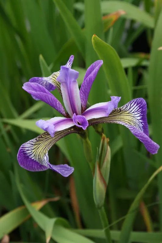 Verschiedenfarbige Sumpf-Schwertlilie • Iris versicolor Neuheit
