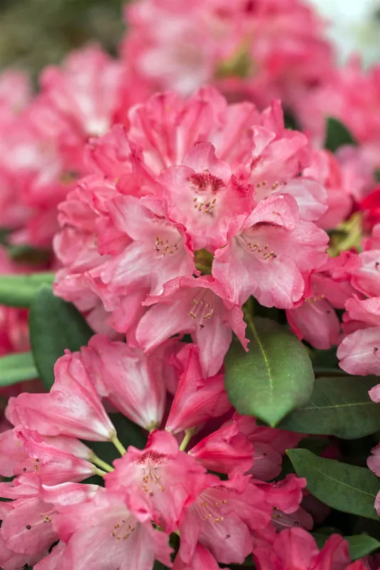 Rhododendron 'Sneezy' • Rhododendron yakushimanum 'Sneezy' Begrenztes Angebot