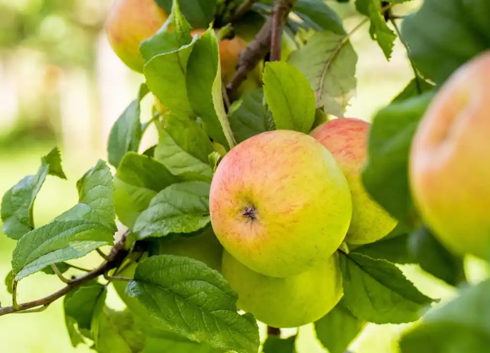 Apfel 'Geheimrat Dr.Oldenburg' • Malus 'Geheimrat Dr.Oldenburg' Sofort Bestellen