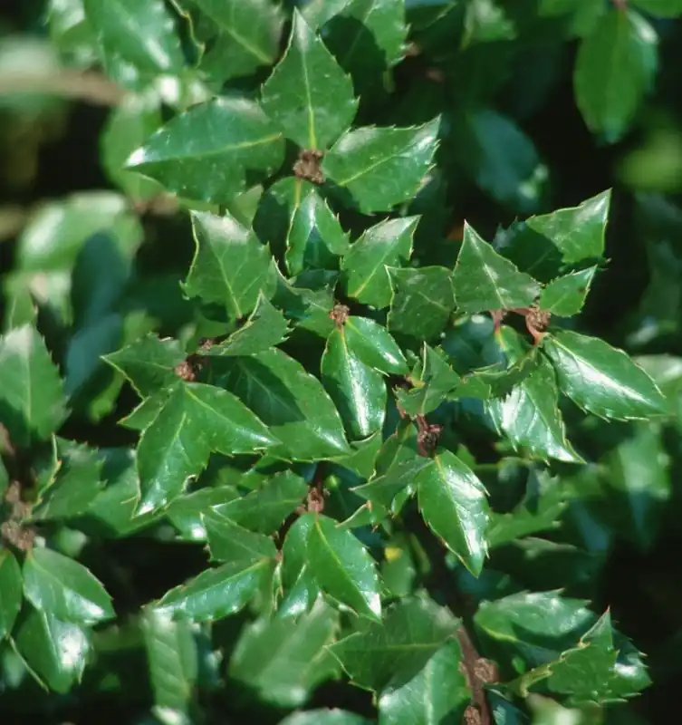 Stechpalme 'Blue Prince' • Ilex meserveae 'Blue Prince' Top-Angebot