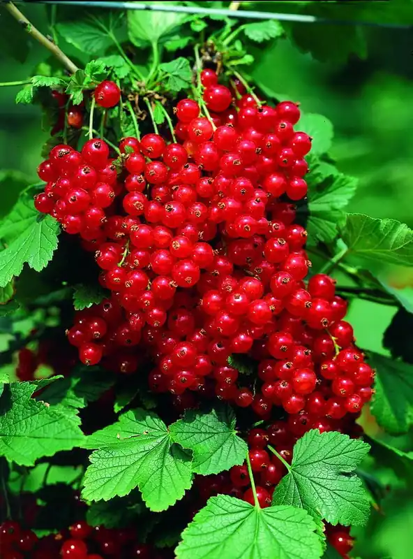 Rote Johannisbeere 'Rosetta' • Ribes rubrum 'Rosetta' Sichere Zahlung