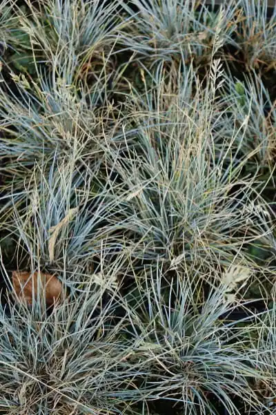 Markenware Echter Schafschwingel • Festuca ovina