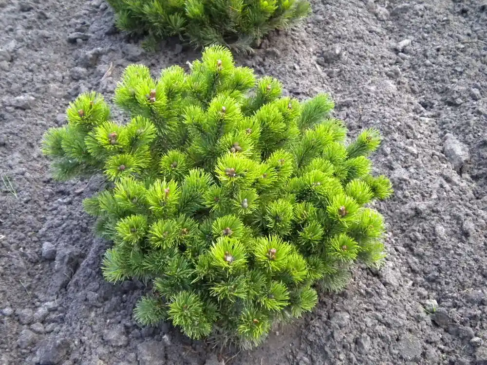 Gratis Versand Krummholz-Kiefer • Pinus mugo var. mughus