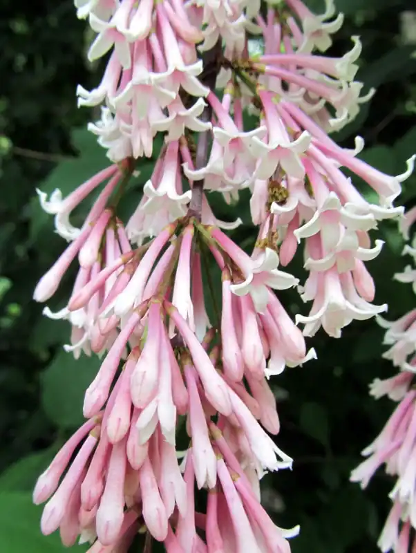 Bestseller Perlenflieder • Syringa swegiflexa